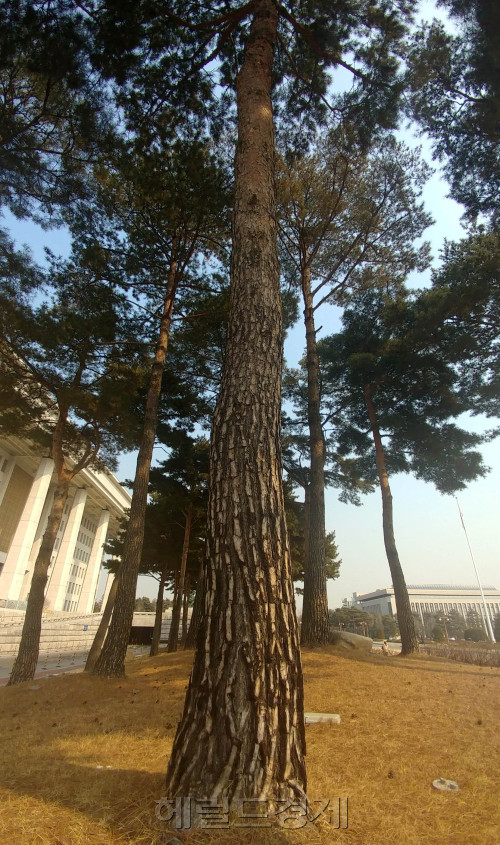 도심에서는 봄을 앞둔 나무들은 가지치기를 당해 모양이 기괴스럽거나 너무 완벽한 모습을 보인다. [사진=박해묵 기자/mook@heraldcorp.com]