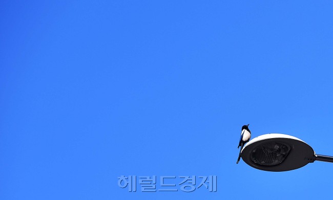 [사진=이상섭 기자/babtong@heraldcorp.com]
