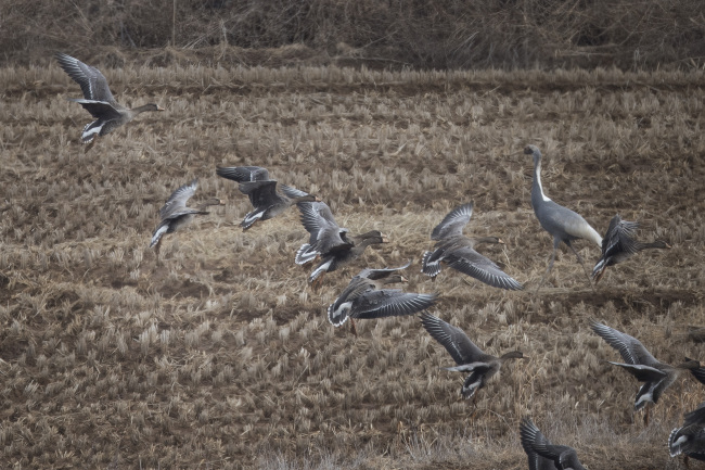 Birds flying in the DMZ. Yonhap