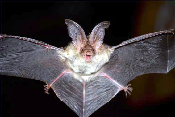 A brown long-eared bat (Gayasan National Park)