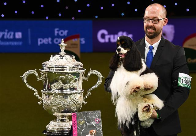 <YONHAP PHOTO-0841> "Afterglow Miami Ink" (Miami), the American Cocker Spaniel is held by handler Jason Lynn beside his trophy as the winner of the Best in Show competition at the Crufts Dog Show in Birmingham, in central England on March 12, 2017 Crufts is one of the largest dog events in the the world, with thousands of dogs competing for the coveted title of 'Best in Show'. Founded in 1891 by the late Charles Cruft, today the four-day show attracts entrants from around the world. / AFP PHOTO / Justin TALLIS/2017-03-13 05:48:45/ <저작권자 ⓒ 1980-2017 ㈜연합뉴스. 무단 전재 재배포 금지.>