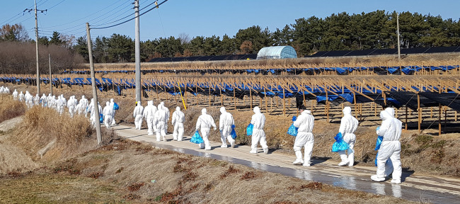 [지난 6일 조류 인플루엔자(AI) 의심 신고가 접수된 전북 익산시 용동면에 살처분 인력이 닭 사육농장으로 향하고 있는 모습. 사진=연합뉴스]