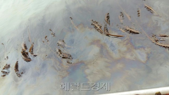 세월호 인양 직후 동거차도 주변 미역 양식장은 유출된 기름으로 모두 황폐화됐다. 주민들은 제대로 된 보상을 위해서라도 빠른 피해조사가 이뤄져야 한다고 주장하고 있다.
심우현 기자/ws@heraldcorp.com