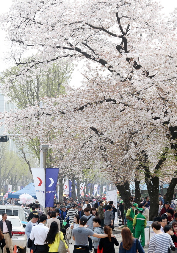 경기도청 벚꽃축제
경기도청 벚꽃축제