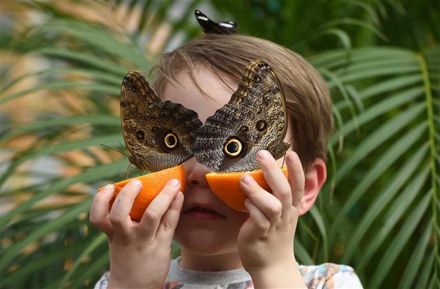 <YONHAP PHOTO-6052> epa05879144 A boy holds two owl butterflies during the 'Sensational Butterflies' exhibition in Natural History Museum in London, Britain, 30 March 2017. The exhibition includes a kaleidoscope of colourful species ethically sourced from Central and South America, Africa and Asia. EPA/FACUNDO ARRIZABALAGA/2017-03-30 23:37:01/ <저작권자 ⓒ 1980-2017 ㈜연합뉴스. 무단 전재 재배포 금지.>