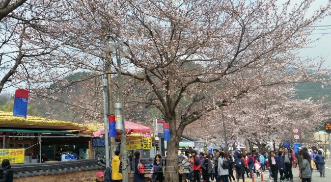 경남 화개장터에 활짝 핀 벗꽃이 행락객의 발길을 끌고 있다. 1일부터 시작된 섬진강 벗꽃축제에 할짝 핀 벗꽃이 손님맞이를 하고 있다. [사진=정희조 기자/checho@heraldcorp.com]