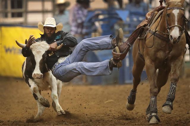<YONHAP PHOTO-5123> MEMPHIS, TN - APRIL 01: Tory Johnson participates in the bull doggin competition at the Bill Pickett Invitational Rodeo on April 1, 2017 in Memphis, Tennessee. The Bill Pickett Rodeo is the nations only touring black rodeo competition. The rodeo celebrates western heritage and the contributions that black cowboys and cowgirls have made to the sport of rodeo. Scott Olson/Getty Images/AFP == FOR NEWSPAPERS, INTERNET, TELCOS & TELEVISION USE ONLY ==/2017-04-03 23:49:57/ <저작권자 ⓒ 1980-2017 ㈜연합뉴스. 무단 전재 재배포 금지.>