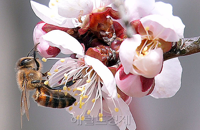 [사진=이상섭 기자/babtong@heraldcorp.com]