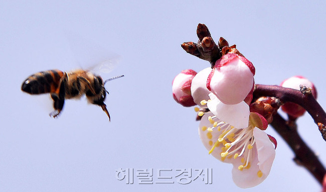[사진=이상섭 기자/babtong@heraldcorp.com]
