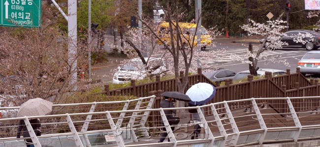 전국적으로 비가 내리고 있다. 미세먼지를 가라앉히고 봄가뭄을 해갈하는 반가운 비다. 5일 식목일을 맞아 여의도 샛강공원다리를 건너는 우산 쓴 행인의 뒤로 파랗게 물이 오른 버드나무가 싱그럽다. 앞다퉈 피어나는 벚꽃을 볼 여유도 없이 우산을 쓴 채 샛강공원 다리를 건너는 시민들의 발걸음은 바쁘다.［사진=정희조 기자/checho@heraldcorp.com］