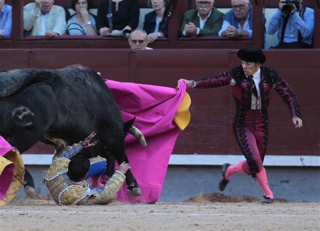 <YONHAP PHOTO-0523> Spanish matador Alberto Aguilar (DOWN) rolls on the ground during the Domingo de Ramos bullfight at Las Ventas bullring, in Madrid on April 9, 2017. / AFP PHOTO / ALBERTO SIMON/2017-04-10 04:13:21/ <저작권자 ⓒ 1980-2017 ㈜연합뉴스. 무단 전재 재배포 금지.>