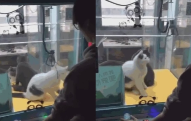 (온라인 커뮤니티)