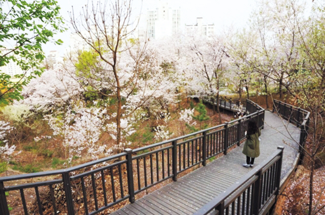 서울 구로구 능골산 자락길에 설치한 무장애 숲길.  [사진제공=구로구]