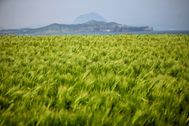 블랙홀 트레일 적갈색