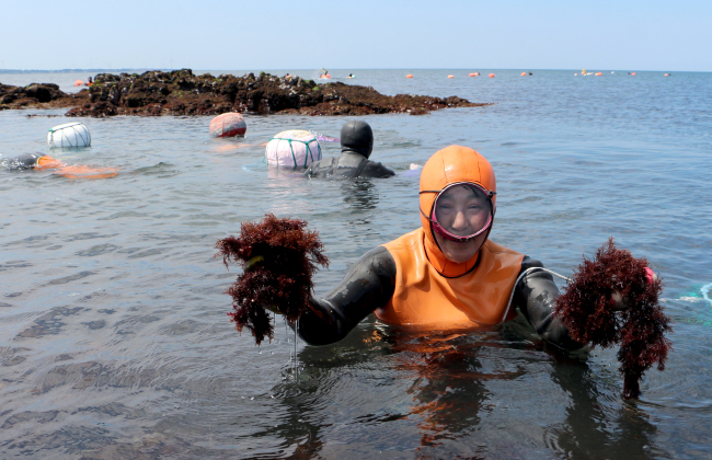 A female diver on Jeju Island holds up seaweed she harvested at the waters off the coast of Jeju Island on April 24. (Yonhap)