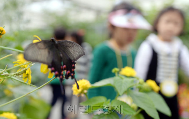 도시에서 보기 어려운 서울시 지정보호종인 산제비나비를 볼 수 있는 서울숲공원 나비정원을 찾은 아이들. [사진=박현구 기자/phko@heraldcorp.com]