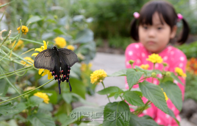 17일 오전 서울 성동구 서울숲공원 나비정원에서 어린이들이 나비를 관찰하고 있다. 서울숲 나비정원은 지난 1일개장해 도시에서 보기 어려운 서울시 지정보호종인 산제비나비를 비롯 암끝검은표범나비, 호랑나비, 남방노랑나비등을 볼 수 있다. 나비정원은 11월부터 이듬해 4월까지는 온실에서 관찰할수 있다.  박현구 기자/phko@heraldcorp.com