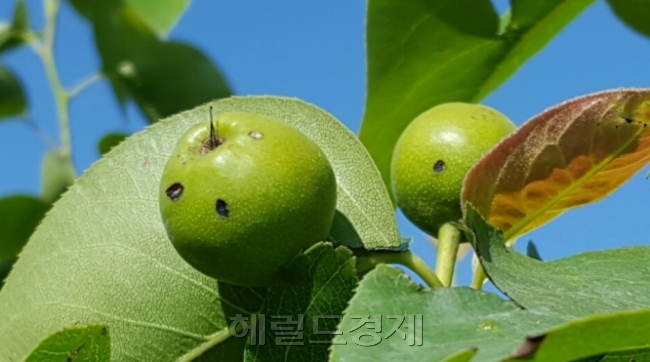 오월 중순(13일) 우박으로 밤톨보다 작은 배 표면 곳곳에 흠집이 나있다. [사진=황해창 기자/hchwang@heraldcorp.com]