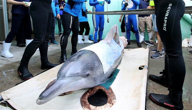 <YONHAP PHOTO-2682> 제 이름은 '금등' 오늘 고향으로 돌아갑니다 (과천=연합뉴스) 황광모 기자 = 서울대공원 수조에 남아 있던 마지막 남방큰돌고래 '금등'이 22일 오전 제주 함덕으로 이송되기 위해 사육사에 의해 옮겨 지고 있다. 이날 이송되는 남방큰돌고래 '금등'과 '대포'는 제주 앞바다에 그물에 걸려 포획됐으며 자연 적응 기간을 거쳐 고향 바다로 돌아갈 예정이다. 남방큰돌고래는 제주 앞바다에 110여 마리만 서식하는 것으로 알려진 국제적 멸종 위기종이다. 2017.5.22 hkmpooh@yna.co.kr/2017-05-22 07:18:39/ <저작권자 ⓒ 1980-2017 ㈜연합뉴스. 무단 전재 재배포 금지.>
