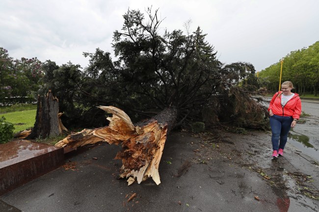 <YONHAP PHOTO-0298> epa05997836 A woman walks next to an uprooted tree after a strong thunderstorm in Moscow, Russia, 29 May 2017. Media reports citing a source of the local emergency services state that at least seven people in variouys districts of the Russian capital died by uprooted trees and 'other objects torn down' by the thunderstorm. EPA/YURI KOCHETKOV/2017-05-30 01:48:51/ <저작권자 ⓒ 1980-2017 ㈜연합뉴스. 무단 전재 재배포 금지.>
<YONHAP PHOTO-0298> epa05997836 A woman walks next to an uprooted tree after a strong thunderstorm in Moscow, Russia, 29 May 2017. Media reports citing a source of the local emergency services state that at least seven people in variouys districts of the Russian capital died by uprooted trees and 'other objects torn down' by the thunderstorm. EPA/YURI KOCHETKOV/2017-05-30 01:48:51/ <저작권자 ⓒ 1980-2017 ㈜연합뉴스. 무단 전재 재배포 금지.>