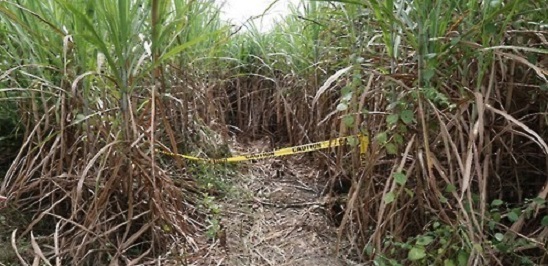 This file photo provided by the National Police Agency on Nov. 18, 2016, shows a sugar cane field in Bacolor, the Philippines, where three South Koreans were found shot to death on Oct. 11. (Yonhap)