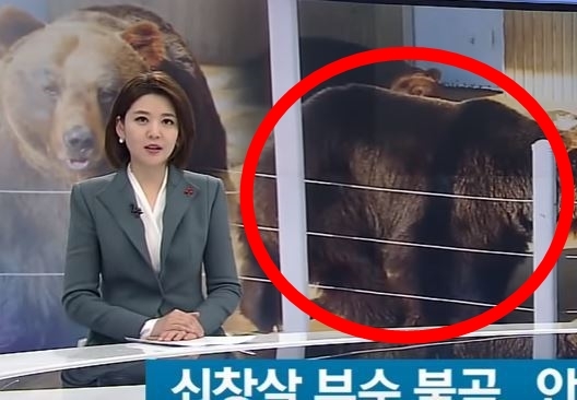 (사진=유튜브, SBS 캡처)
