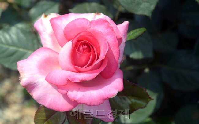 [사진=정희조 기자/checho@heraldcorp.com]
