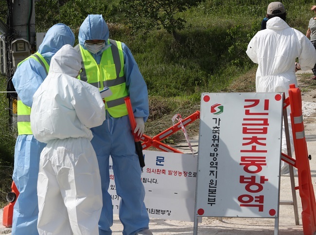 Health authorities attempt to catch poultry at a farm in Busan on Monday as part of efforts to prevent the spread of bird flu. (Yonhap)
