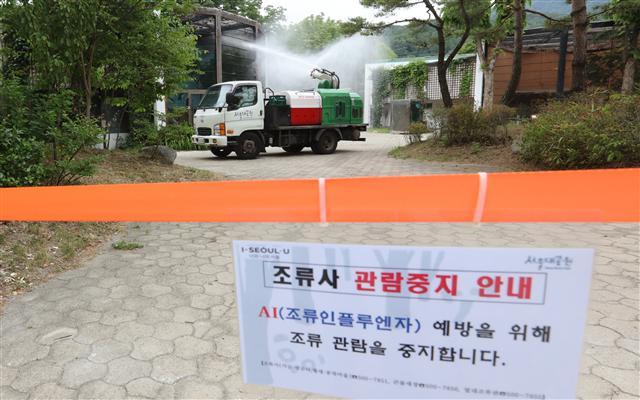 7일 경기도 과천 서울대공원이 조류인플루엔자(AI) 우려로 동물원 내 조류 관람을 이틀째 금지하고 있다. 정부가 AI 위기경보를 기존 ‘경계’에서 최고 단계인 ‘심각’으로 격상한 전날, 서울대공원에서 소독을 실시하고 있다. 천연기념물과 국제 희귀종을 여럿 보유한 서울대공원은 일부 조류사 관람을 중지하고, 조류사를 하루 2회 소독하고 있다. 또 새들이 떠먹은 물ㆍ분변ㆍ흙과 조류의 인후두에서 시료를 얻어 주 1회 AI 양성 반응 여부를 검사하고 있다.  [연합뉴스]