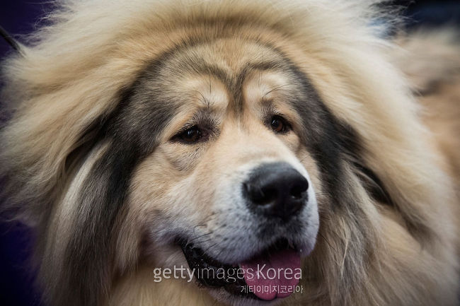 양육금지종에 포함된 티베탄 마스티프 [사진=게티이미지]