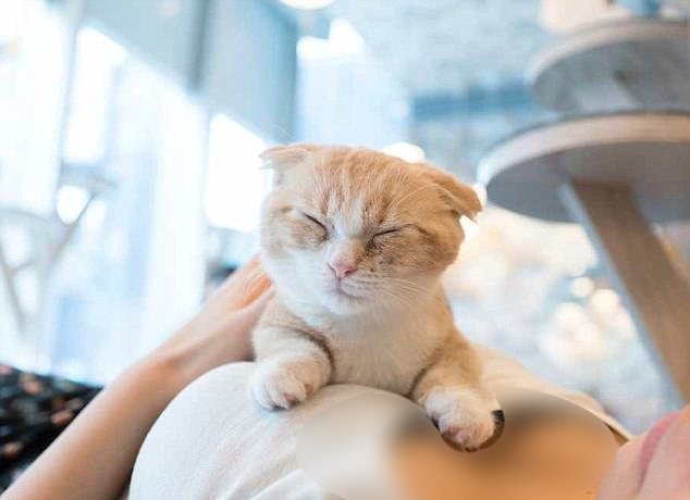(사진=아오야마)