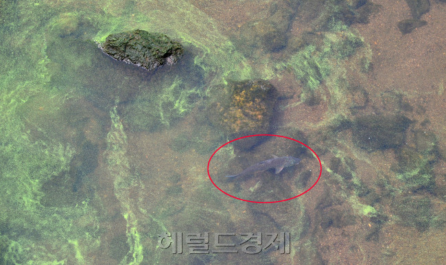 [사진=이상섭 기자/babtong@heraldcorp.com]