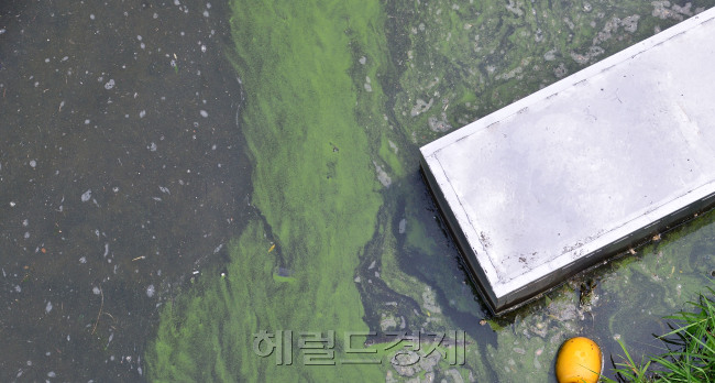 [사진=이상섭 기자/babtong@heraldcorp.com]