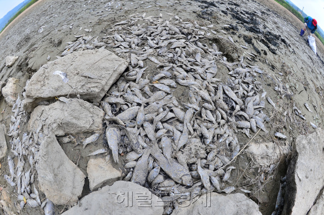 21일 오후에 찾은 세종시 전동면 조천천이 극심한 가뭄에 말라 물고기들의 떼죽음으로 인해 풍기는 악취에도 불구하고 전동면 관계자들이 폐사한 물고기를 포대에 담고 있다. [사진=이상섭 기자/babtong@heraldcorp.com]