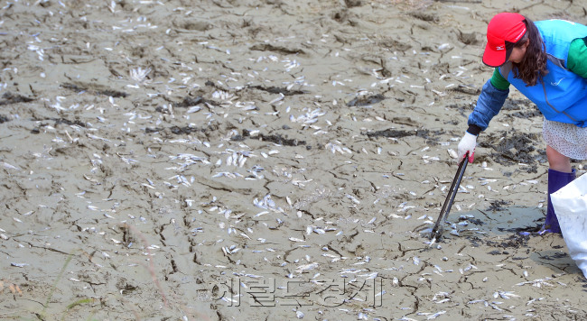 21일 오후에 찾은 세종시 전동면 조천천이 극심한 가뭄에 말라 물고기들의 떼죽음으로 인해 풍기는 악취에도 불구하고 전동면 관계자들이 폐사한 물고기를 포대에 담고 있다. [사진=이상섭 기자/babtong@heraldcorp.com]