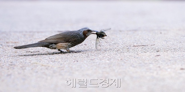 [사진=이상섭 기자/babtong@heraldcorp.com]