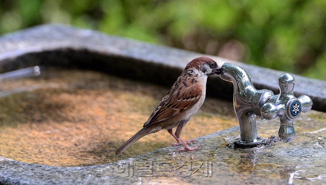 [사진=이상섭 기자/babtong@heraldcorp.com]