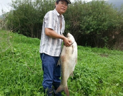 대청호에서 붙잡힌 초대형 물고기 (사진=연합뉴스)