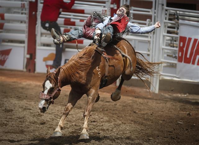 <YONHAP PHOTO-0592> Connor Hamilton, of Calgary, Alberta, stays on Yangtze Cherry during novice bareback rodeo action at the Calgary Stampede in Calgary, Alberta, Sunday, July 9, 2017. (Jeff McIntosh/The Canadian Press via AP)/2017-07-10 06:51:56/ <저작권자 ⓒ 1980-2017 ㈜연합뉴스. 무단 전재 재배포 금지.>