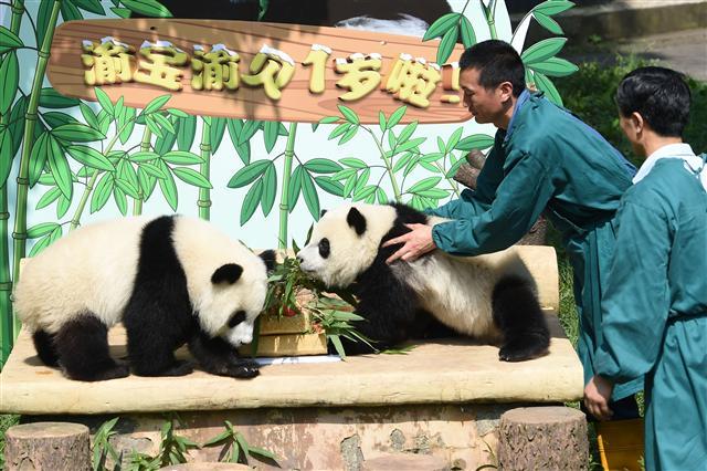 <YONHAP PHOTO-3803> (170711) -- CHONGQING, July 11, 2017 (Xinhua) -- Giant panda twins "Yu Bao" and "Yu Bei" eat birthday cake at Chongqing Zoo in Chongqing, southwest China, July 11, 2017. The zoo held a party celebrating the first birthday of giant panda twins "Yu Bao" and "Yu Bei" on Tuesday. (Xinhua/Tang Yi) (zkr)/2017-07-11 20:07:03/ <저작권자 ⓒ 1980-2017 ㈜연합뉴스. 무단 전재 재배포 금지.>