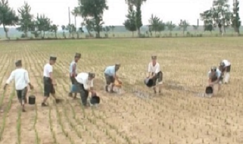 North Korean soldiers are pouring water onto dried-up rice paddies amid a severe drought in this photo captured from the North's Korean Central TV on June 26, 2017. (Yonhap)
