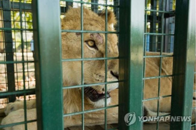 터키로 피란하는 알레포 '난민 사자'(AFP=연합뉴스)