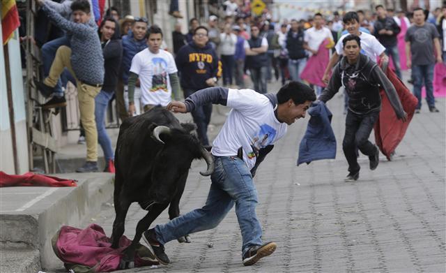 <YONHAP PHOTO-1229> A man runs from a bull during a running of the bulls event coined "Pamplonada Pillarense" in Pillaro, Ecuador, Saturday, Aug. 5, 2017. The small Andean city sets loose about 40 bulls during the town's annual fair. (AP Photo/Dolores Ochoa)/2017-08-07 03:23:06/ <저작권자 ⓒ 1980-2017 ㈜연합뉴스. 무단 전재 재배포 금지.>