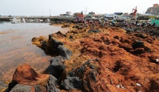 This undated file photo shows the highly invasive alga Sargassum horneri washed ashore on South Korea's largest island of Jeju. (Yonhap)