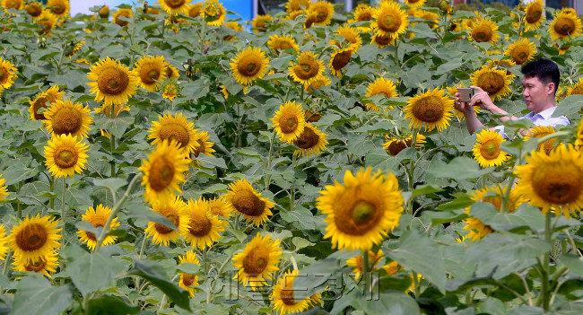 [사진=이상섭 기자/babtong@heraldcorp.com]