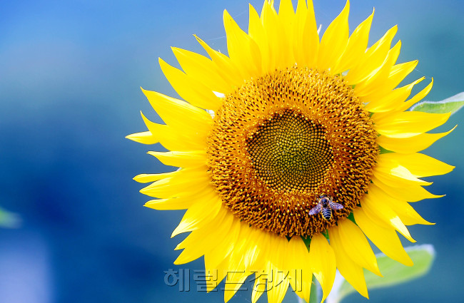 [사진=이상섭 기자/babtong@heraldcorp.com]
