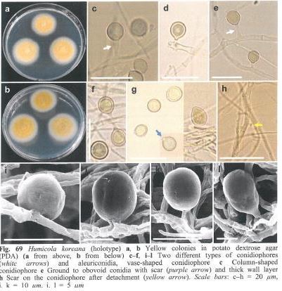 This photo, released by the state-run National Institute of Biological Resources on Aug. 8, 2017, shows Humicola koreana, a new mold that was found on Ulleung Island in the East Sea. (Yonhap)