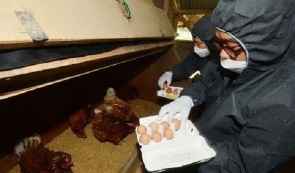 Workers from the agriculture ministry are seen collecting egg samples from a farm in Hwaseong, Gyeonggi Province, on Aug. 15, 2017. Some eggs at a farm with 80,000 hens in Namyangju, east of Seoul, were found to contain the pesticide fipronil. (Yonhap)