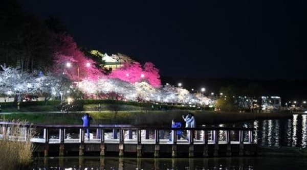 Cherry blossoms reach full bloom near Gyeongpo Pavillion and Gyeongpo Lake in the city of Gangneung on South Korea's east coast in this undated file photo. (Yonhap)