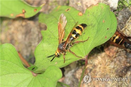 (사진=연합뉴스)